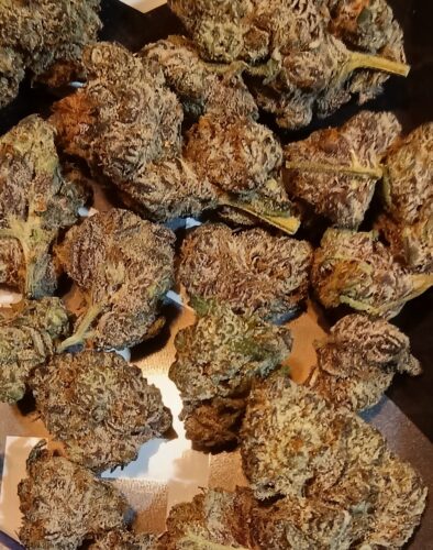 Midnight Zushi by In House Genetics (Smalls) photo review