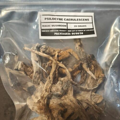 Psilocybe Caerulescens photo review